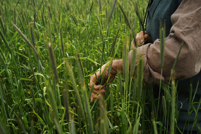 About us Eden Valley Biodynamic Farm